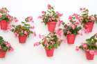 Marbella, Spain. Pink potted geraniums Art Print
